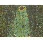 Kép - Gustav Klimt - Napraforgó