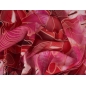 Silke stof signeret - elastisk chiffon - koralblomster
