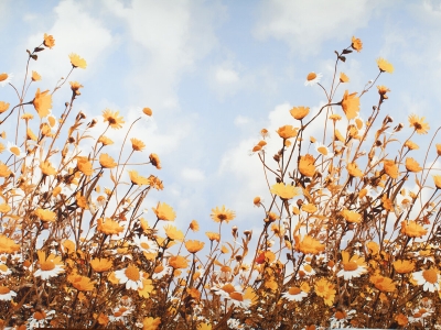 Silke Stof Signeret - Kamille og Himmel - Rapport