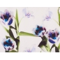 Steppas - luffy tulip - 2 colors