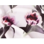Steppas - luffy tulip - 2 colors