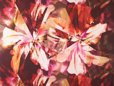 Dzianina Papaja - Pliūpsniai Iryso - Ataskaita