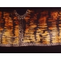 Papaya knitted fabric - brown zebra  - report