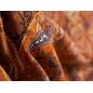 Tessuto Lana Sorella - Arabian Sunset - in stile Dior