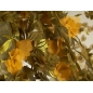 Blomster guipure 3D Roma - farver