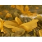 Bloemen kant 3D Roma - kleuren