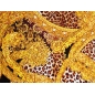 Jacquard-kangas Sorella - Kulta ja pantteri - Versace-tyylillä