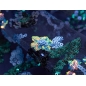 HOLO lace - embroidered with sequins on tulle