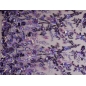 HOLO lace - embroidered with sequins on tulle