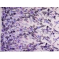 HOLO lace - embroidered with sequins on tulle