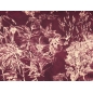 Viskos materiał - Dschungel bordeaux