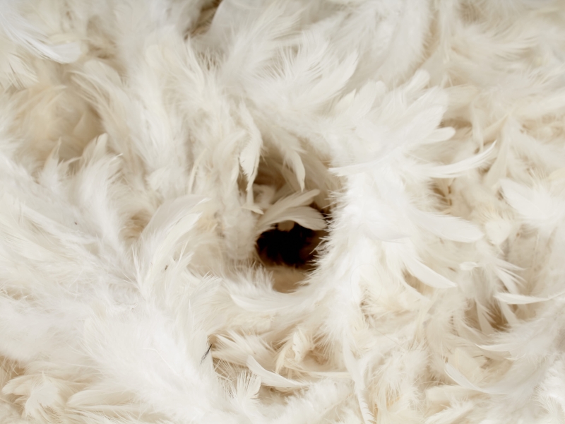 Tissu avec plumes - Piuma - couleurs