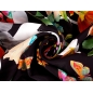 Silk signed - Farfalle on shawl - report - colors