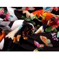 Silk signed - Farfalle on shawl - report - colors