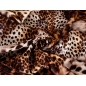 Tkanina jedwabna - Mimetico autentico - w stylu Dolce&Gabbana