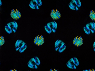 copy of Zīda ar parakstu veidne