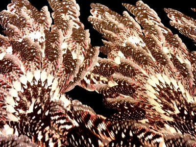 Histoire de Dzianina - Palmy.