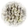 cilpa