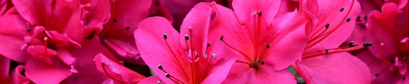 Soie rose - Grossiste en tissus Bemax